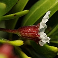 Pemphis acidula has not been found in the Cairns area yet.<br />This one from Mission Beach.